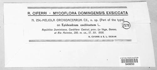 Meliola orchidacearum image